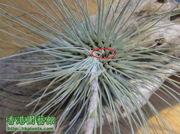 Tillandsia fuchsii 白毛毛.jpg