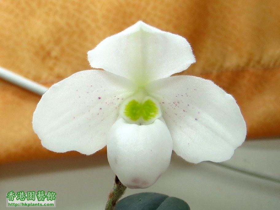 Paphiopedilum thaianum -a 26 May 2014.jpg