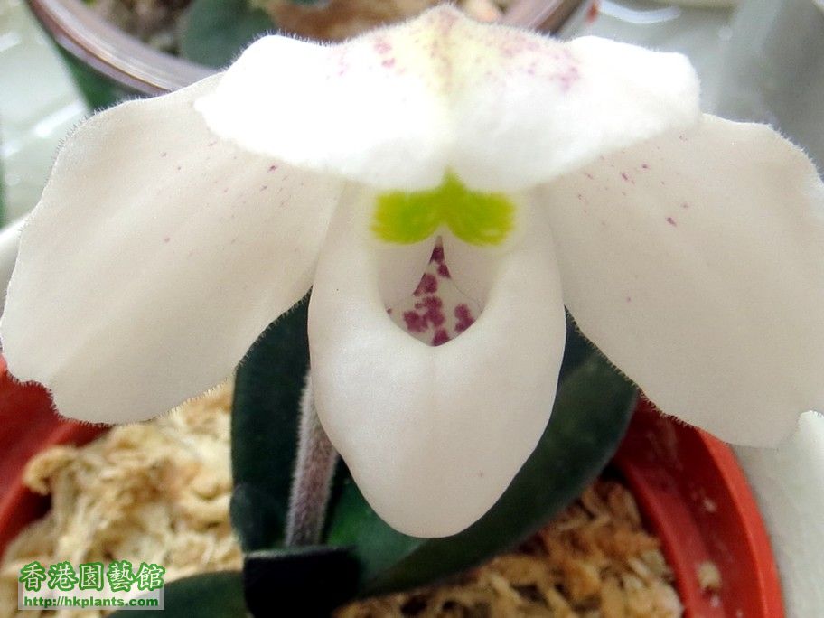 Paphiopedilum thaianum -c 26 May 2014.jpg