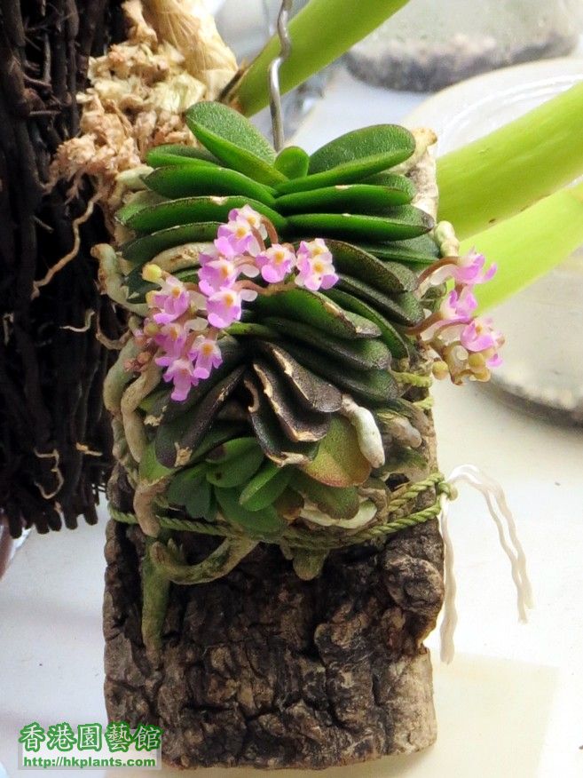 Schoenorchis fragrans -a 26 May 2014.jpg