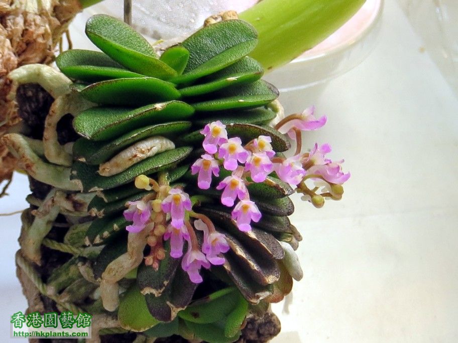 Schoenorchis fragrans -b 26 May 2014.jpg