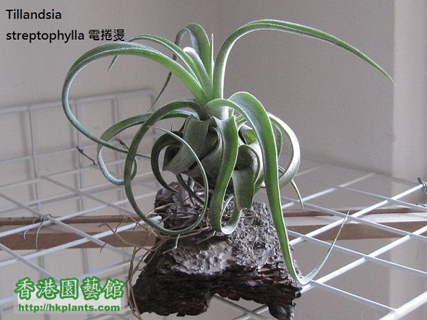 Tillandsia streptophylla 電捲燙.jpg