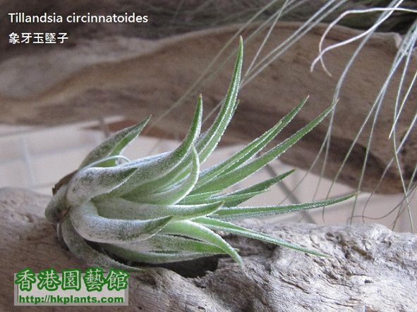 Tillandsia circinnatoides 象牙玉墜子.jpg