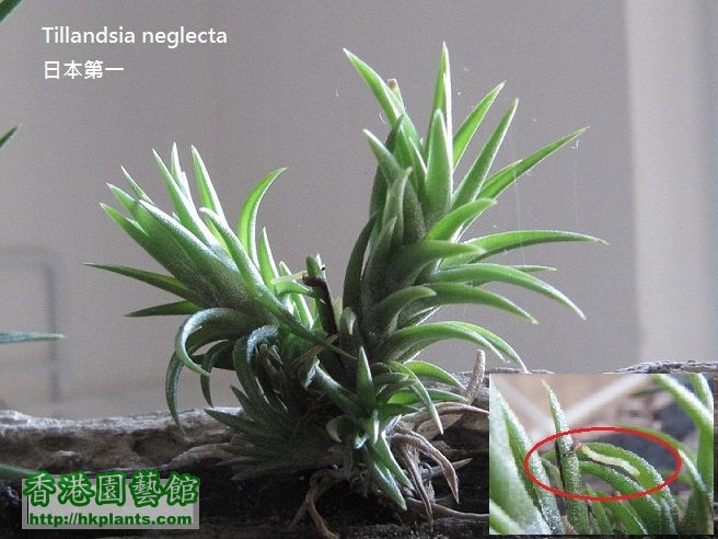 Tillandsia neglecta 日本第一.jpg