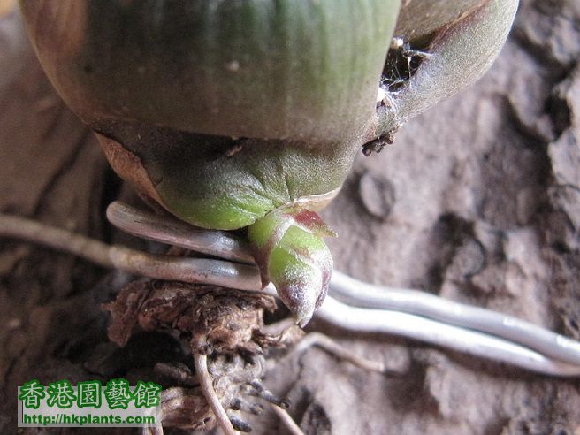 Tillandsia bulbosa 章魚 - 20140610.jpg