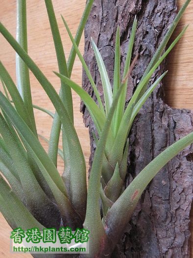 Tillandsia tricolor 大三色 - 20140610.jpg