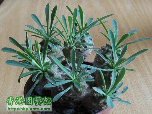 Euphorbia sp. 峨嵋山.jpg