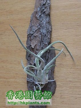 Tillandsia caput-medusae 女王頭.jpg