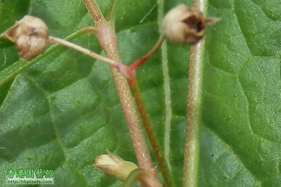 “白花蛇舌草” 0既莖幹較圓滑