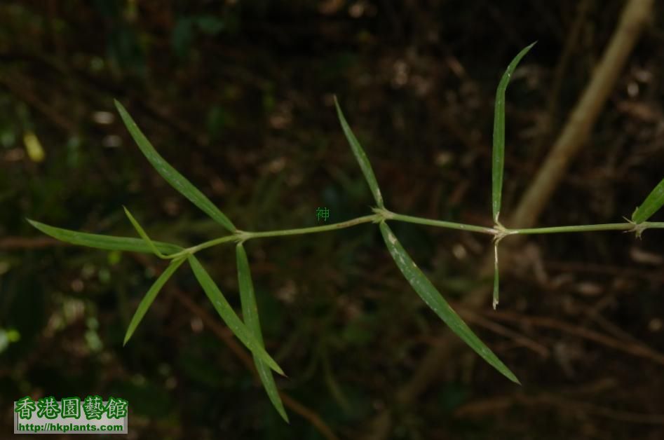 0係冇花冇果 0既情況下﹐我覺得“纖花耳草”比“水線草”(傘房花耳草) 更似“白花蛇舌草”！ ...