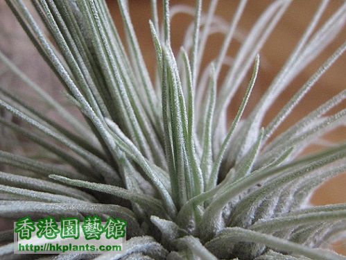 Tillandsia fuchsii 白毛毛.jpg