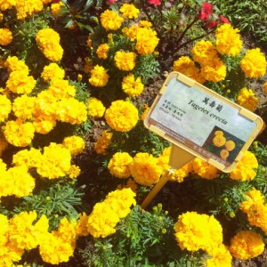 21) 萬壽菊.jpg