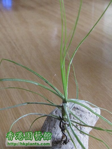 Tillandsia schiedeana Minor 琥珀.jpg