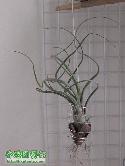 Tillandsia pseudobaileyi 大天堂.jpg