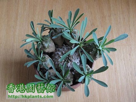 Euphorbia sp. 峨嵋山.jpg