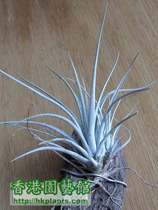 Tillandsia karwinskyana 科维斯.jpg