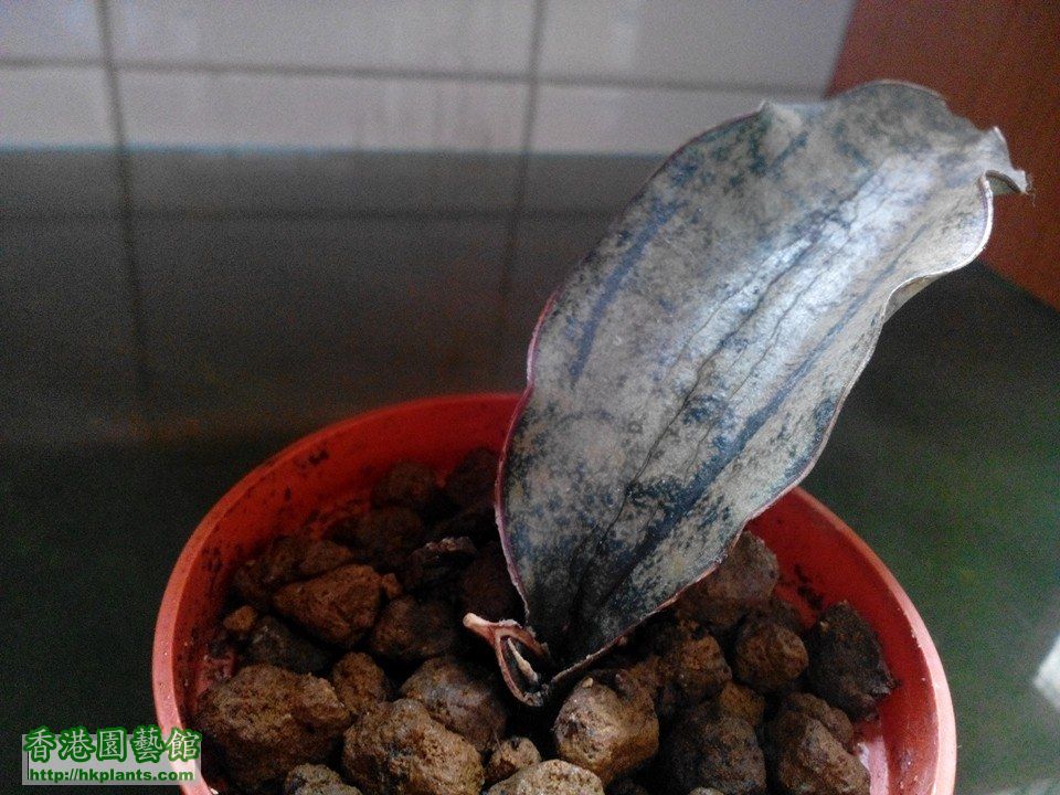 Sansevieria kirkii var. pulchra \\'Coppertone\\'.jpg