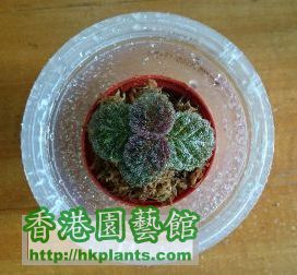 2014.07.29A Episcia Aloha Mauna Loa.jpg