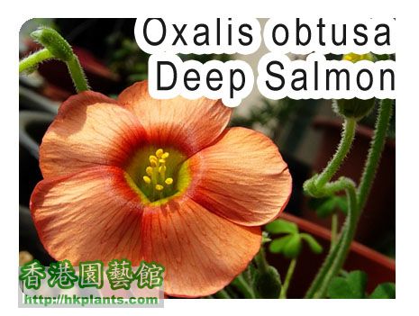 Oxalis obtusa Deep Salmon.jpg
