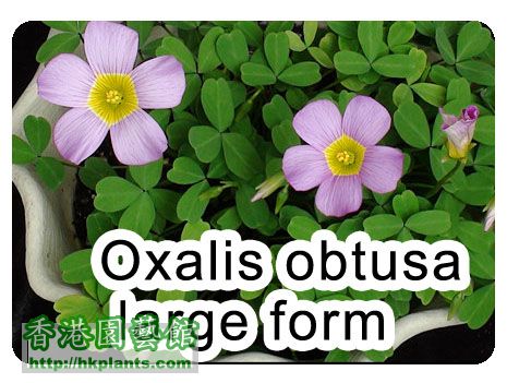 Oxalis obtusa large from.jpg