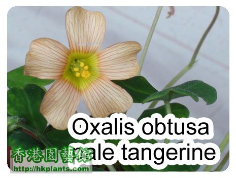 oxalis obtusa pale tangerine.jpg