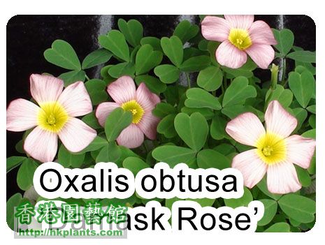 Oxalis obtusa Damask Rose.jpg