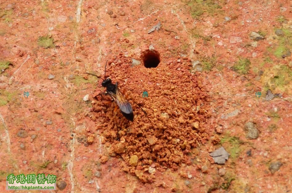 泥蜂有挖窿繁殖後代 0既習性