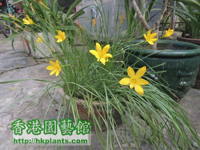 Z. Citrina (黃蔥蘭)