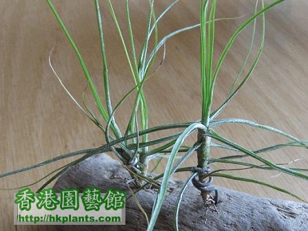 Tillandsia schiedeana Minor 琥珀.jpg