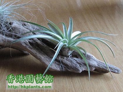 Tillandsia brachycaulos 貝可利.jpg