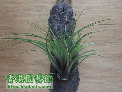 Tillandsia tricolor 大三色.jpg