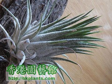 Tillandsia ionantha fuego 小精靈.jpg