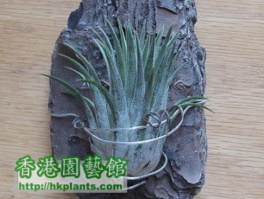 Tillandsia ionantha 小精靈.jpg