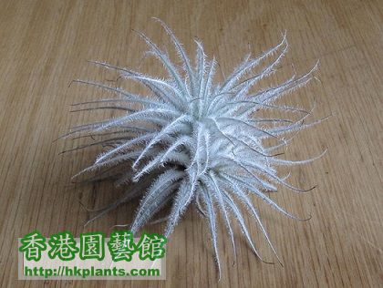 Tillandsia tectorum 雞毛撣子.jpg