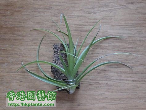 Tillandsia multiflora 幕蒂佛拉.jpg