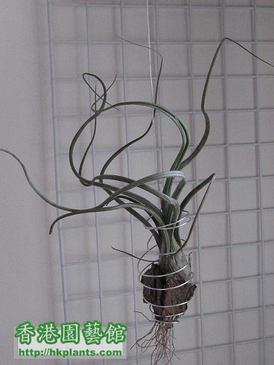 Tillandsia pseudobaileyi 大天堂.jpg