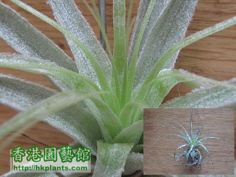 Tillandsia gardneri 薄紗.jpg