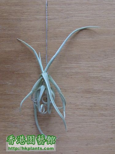 Tillandsia duratii (Fragrant) 樹猴.jpg