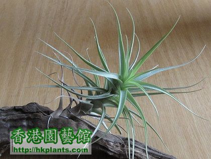 Tillandsia bergeri 貝姬.jpg