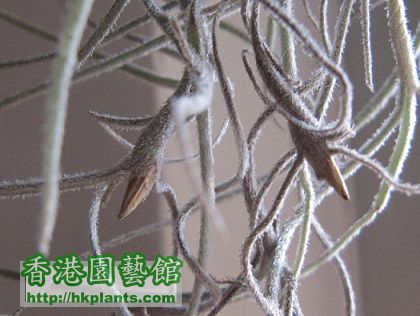 Tillandsia usneoides \\'El Mejor\\' 松蘿.jpg