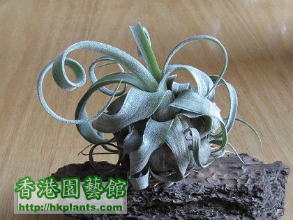 Tillandsia streptophylla 電捲燙.jpg