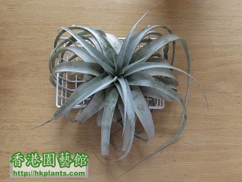 Tillandsia xerographica 霸王.jpg