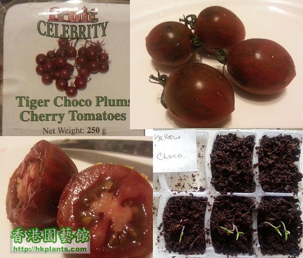 Tiger Choco Cherry Tomatoes