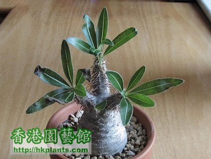 Pachypodium rosulatum 象牙宫 (大).jpg