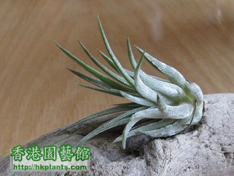 Tillandsia circinnatoides 象牙玉墜子.jpg