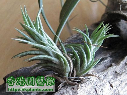 Tillandsia neglecta 日本第一.jpg