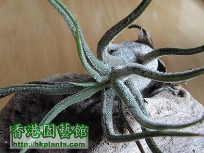 Tillandsia pruinosa 紅小犀牛.jpg