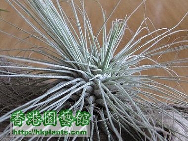 Tillandsia fuchsii 白毛毛.jpg