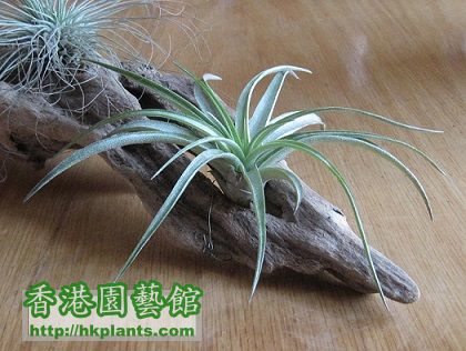 Tillandsia brachycaulos 貝可利 (not sure yet).jpg