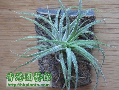 Tillandsia ionantha mexico 墨西哥.jpg